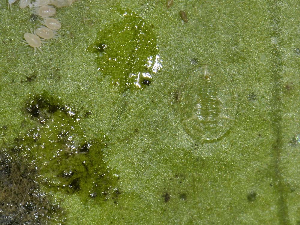 Aleyrodidae?
